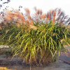 Miscanthus Early Hybrids